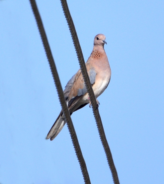 Tortora delle palme (Spilopelia senegalensis)